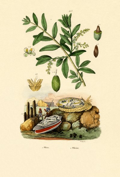 Olive Shell by French School